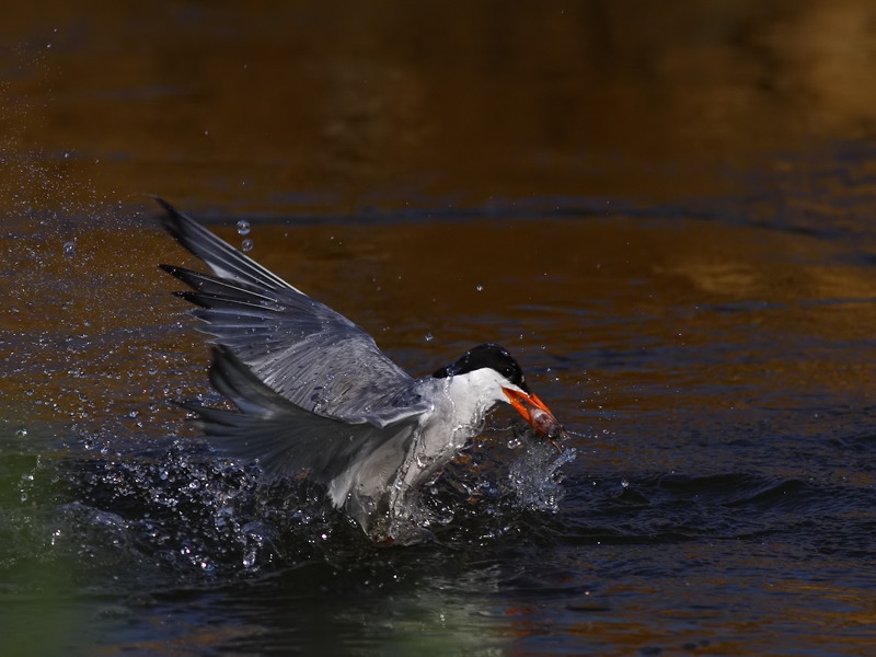Common Tern