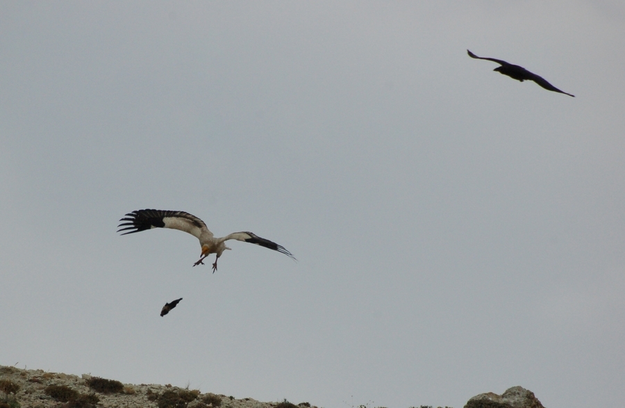 Egyptian Vulture