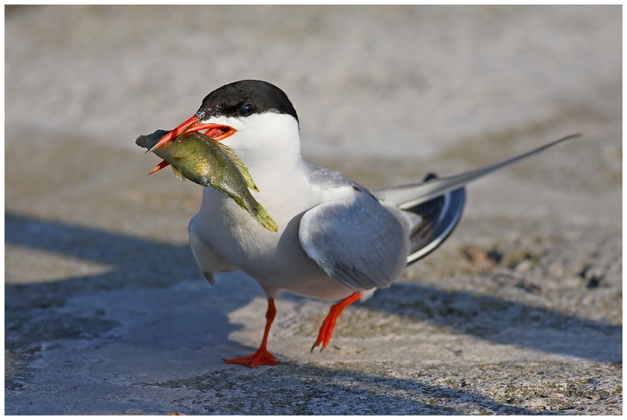 Common Tern