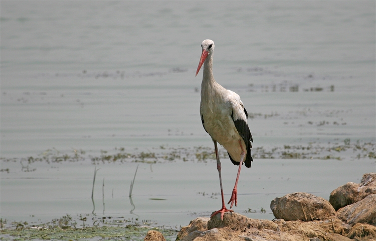 White Stork