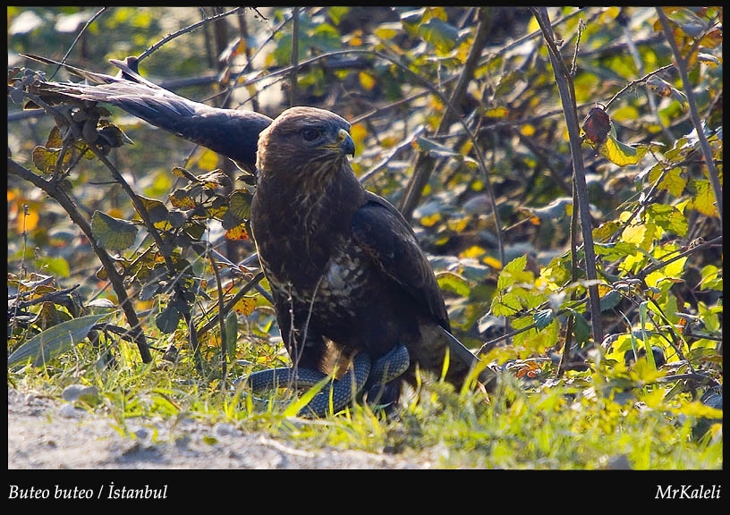 Common Buzzard