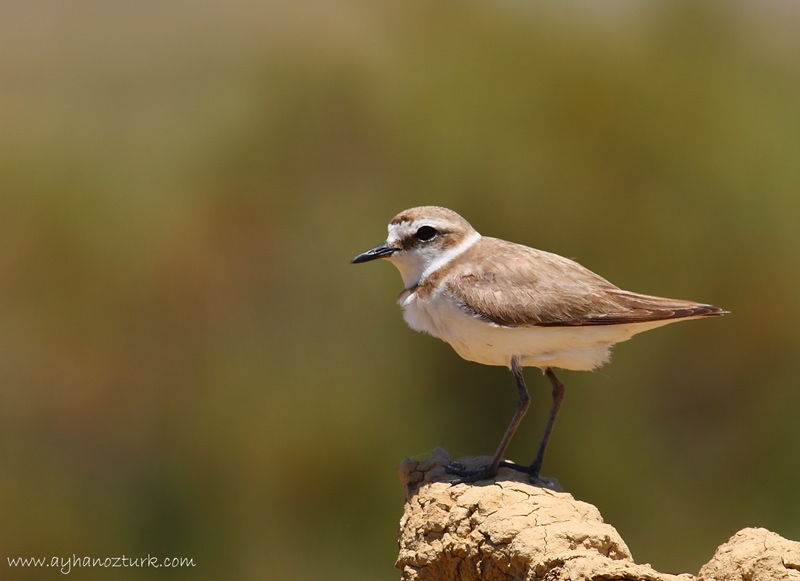 Kentish Plover