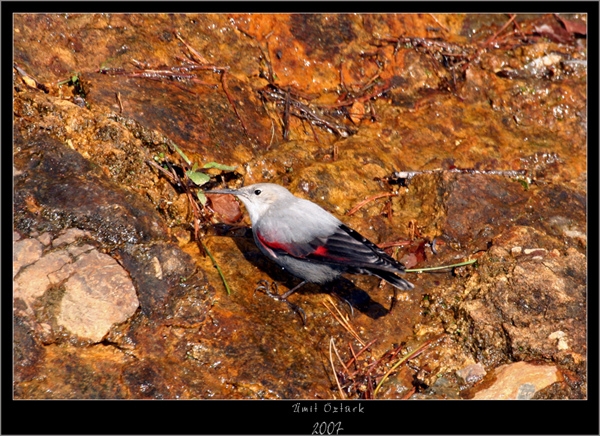 Wallcreeper
