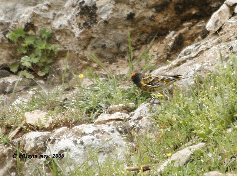Red-fronted Serin