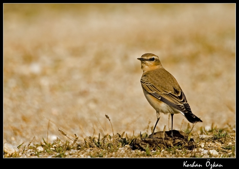 Northern Wheatear