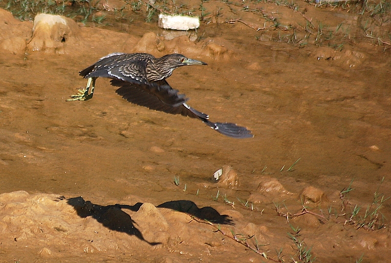Black-crowned Night Heron