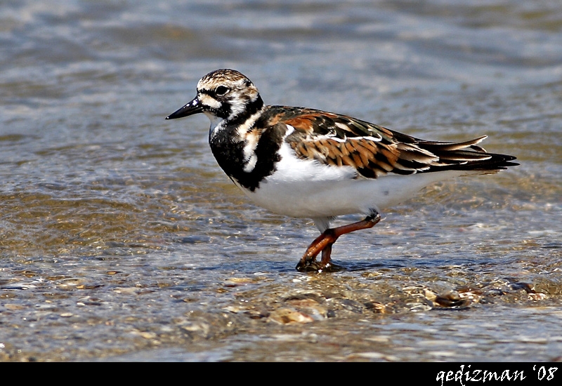 Ruddy Turnstone