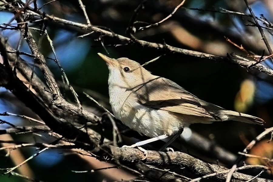Eastern Olivaceous Warbler