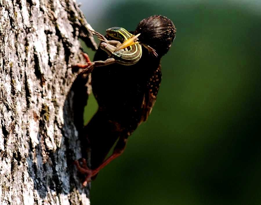 Common Starling