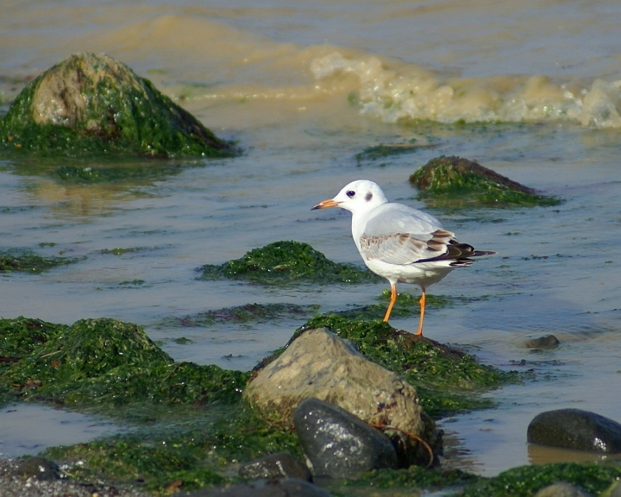Black-headed Gull