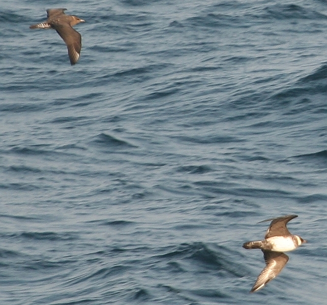 Parasitic Jaeger