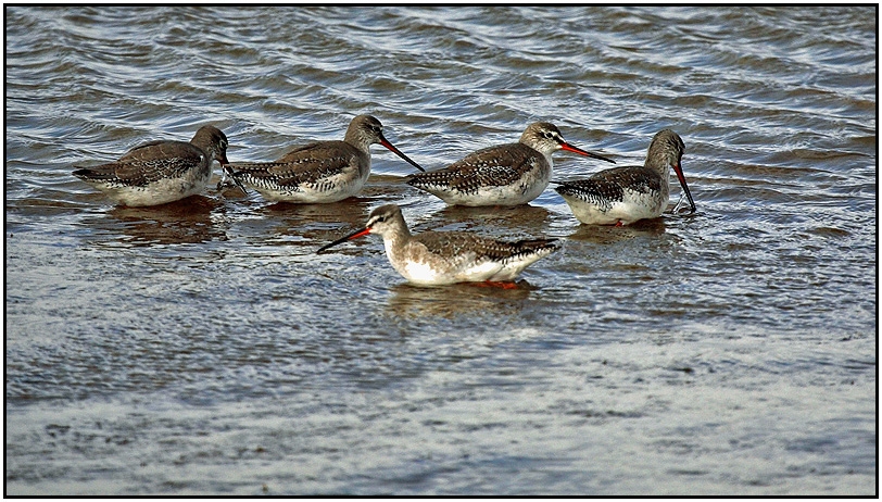 Spotted Redshank