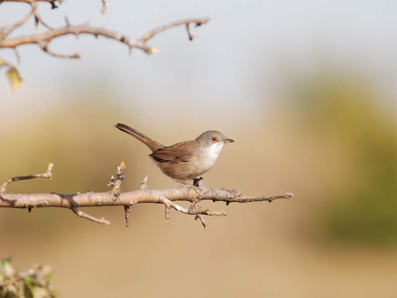 Sardinian Warbler