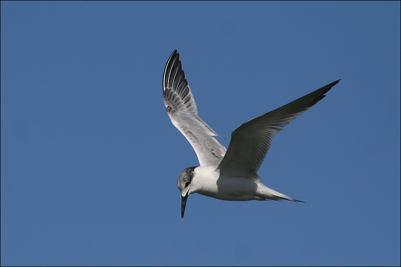 Sandwich Tern