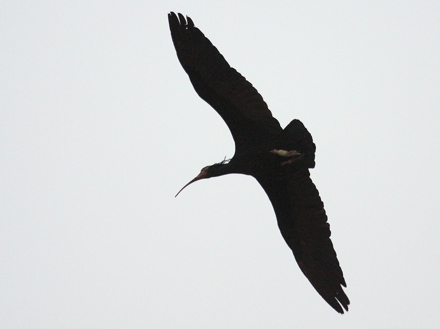 Northern Bald Ibis