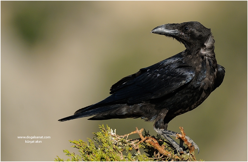 Northern Raven