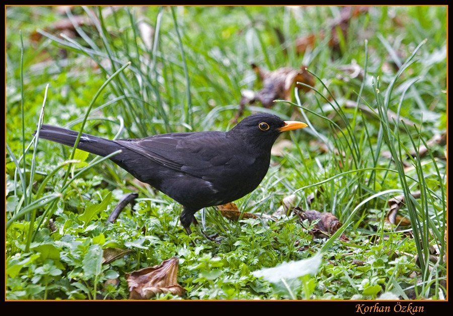 Common Blackbird