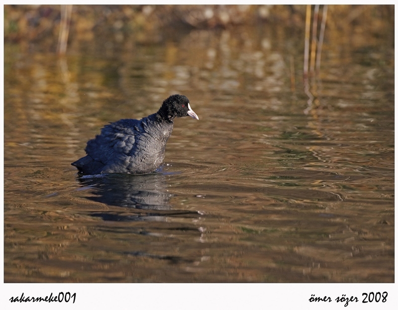 Eurasian Coot