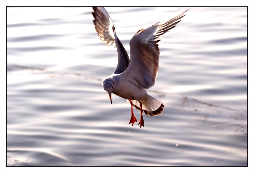 Black-headed Gull