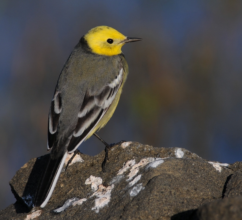 Citrine Wagtail