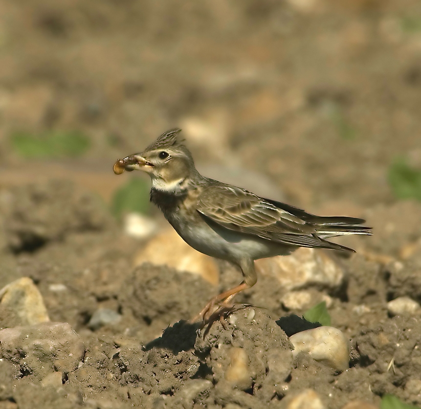 Calandra Lark