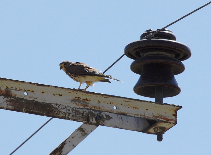 Common Kestrel