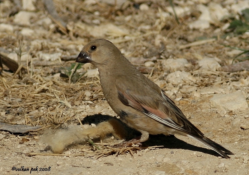 Desert Finch