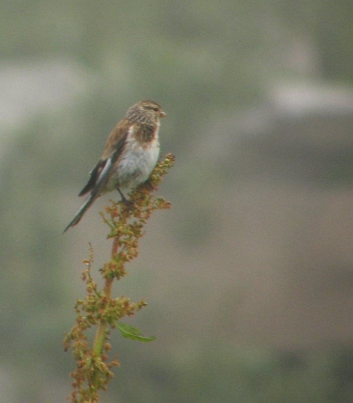 Twite