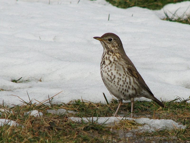 Song Thrush