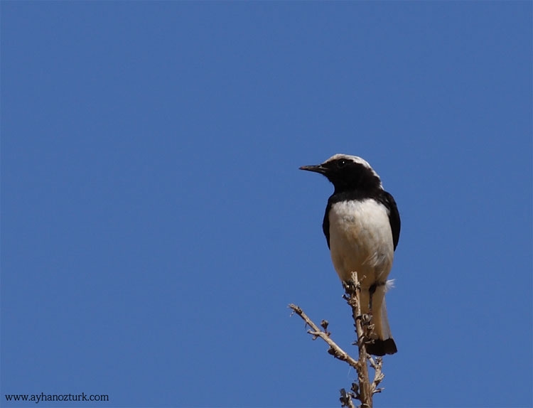 Finsch`s Wheatear