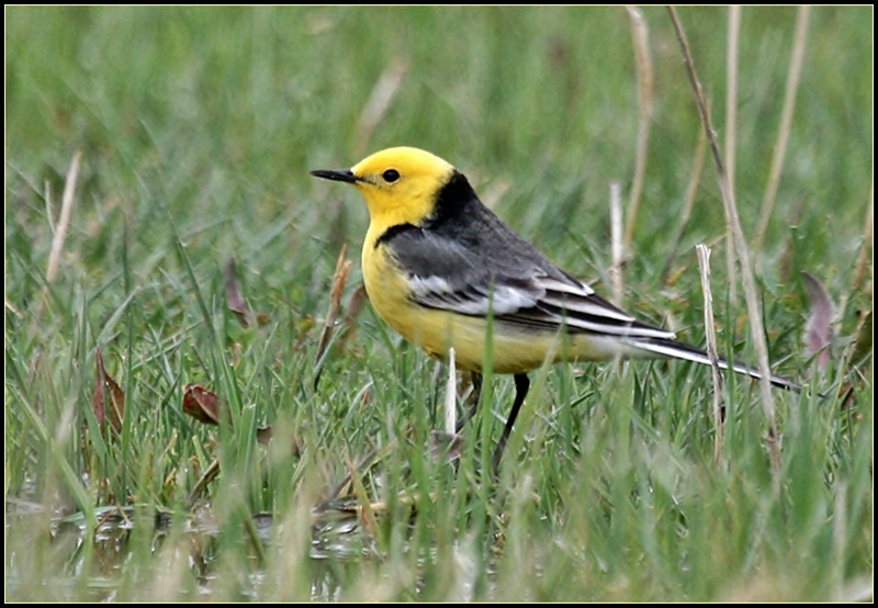 Citrine Wagtail