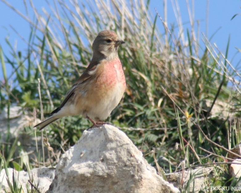 Common Linnet