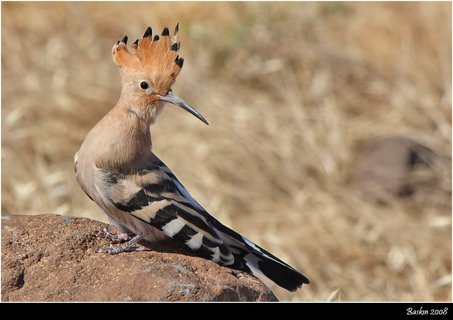 Common Hoopoe