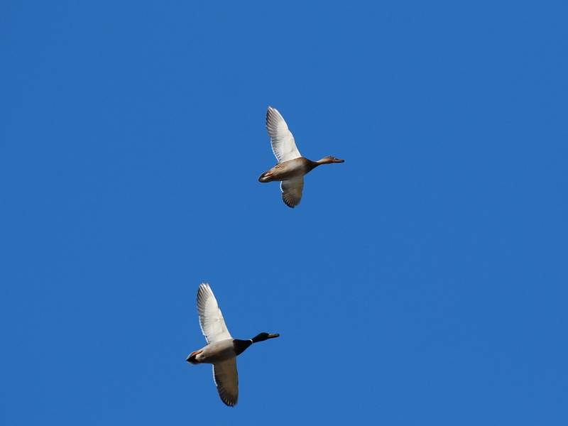 Mallard
