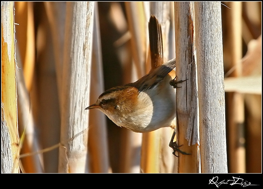 Moustached Warbler