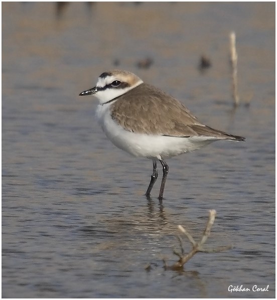 Kentish Plover