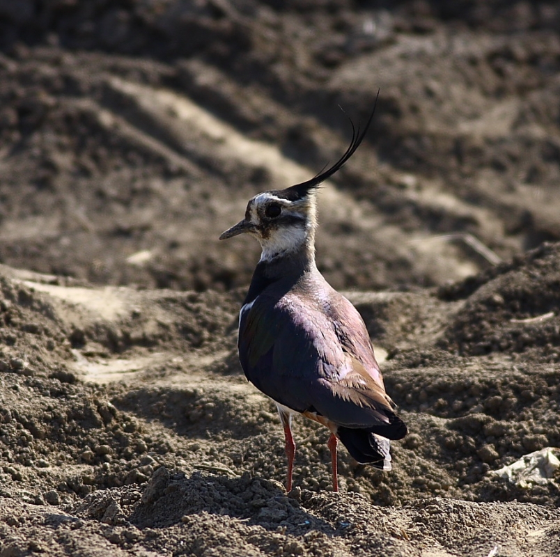 Northern Lapwing