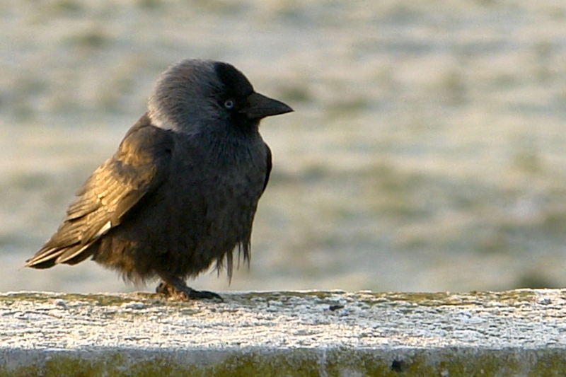 Western Jackdaw