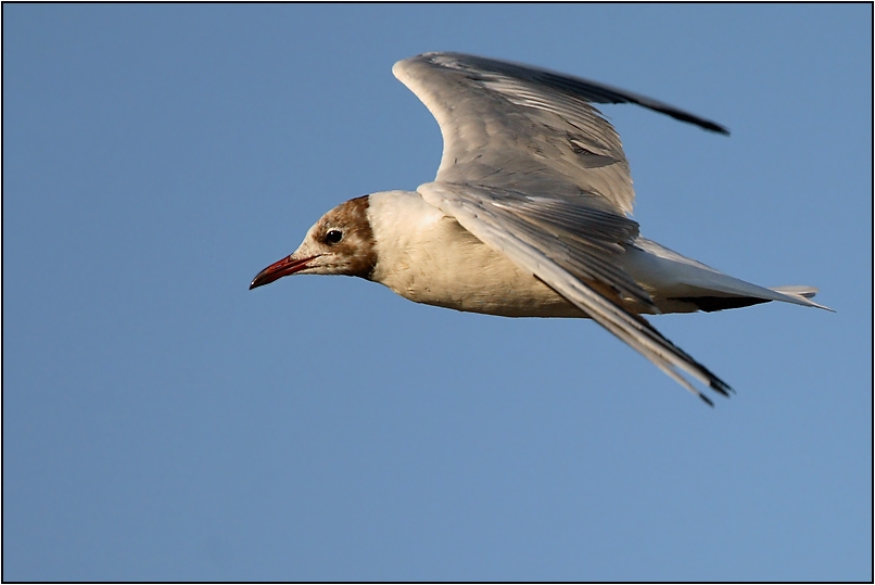 Black-headed Gull