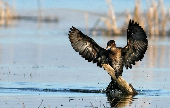 Pygmy Cormorant