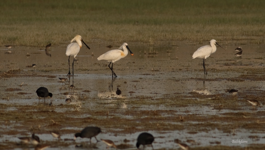 Eurasian Spoonbill