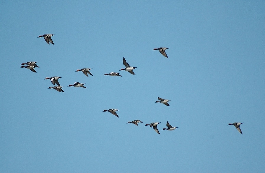 Eurasian Wigeon