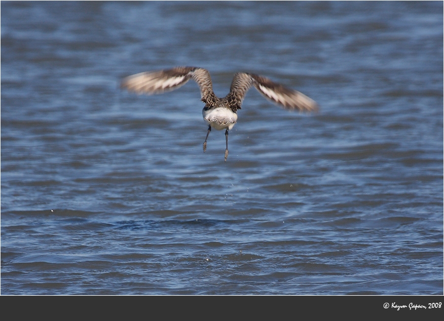 Grey Plover