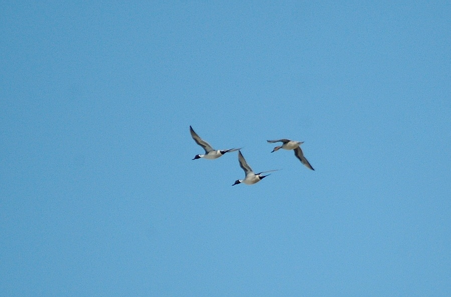 Northern Pintail