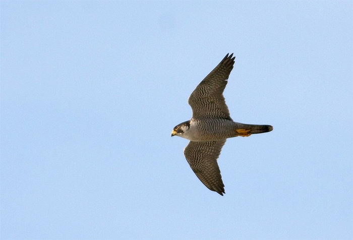 Peregrine Falcon