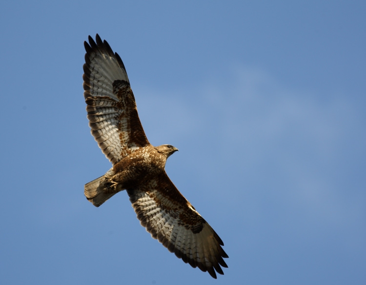 Common Buzzard
