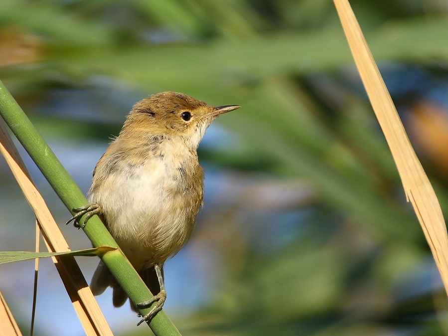 Common Reed Warbler