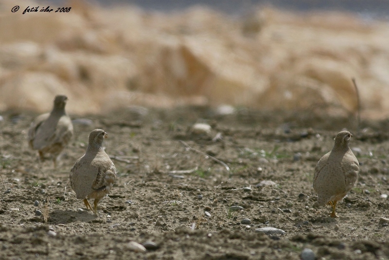 See-see Partridge