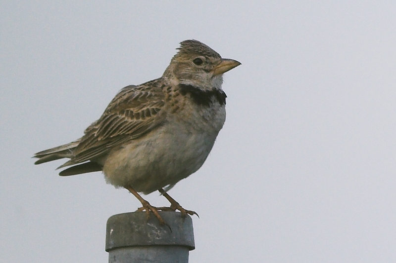 Calandra Lark