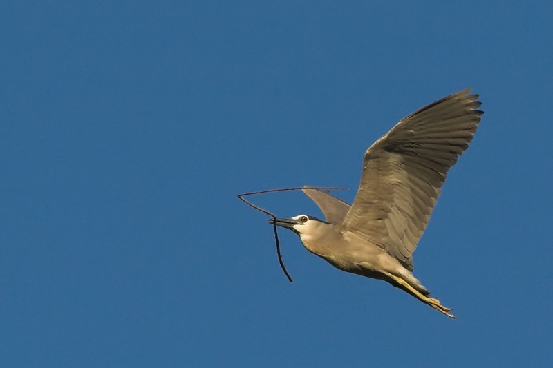Black-crowned Night Heron